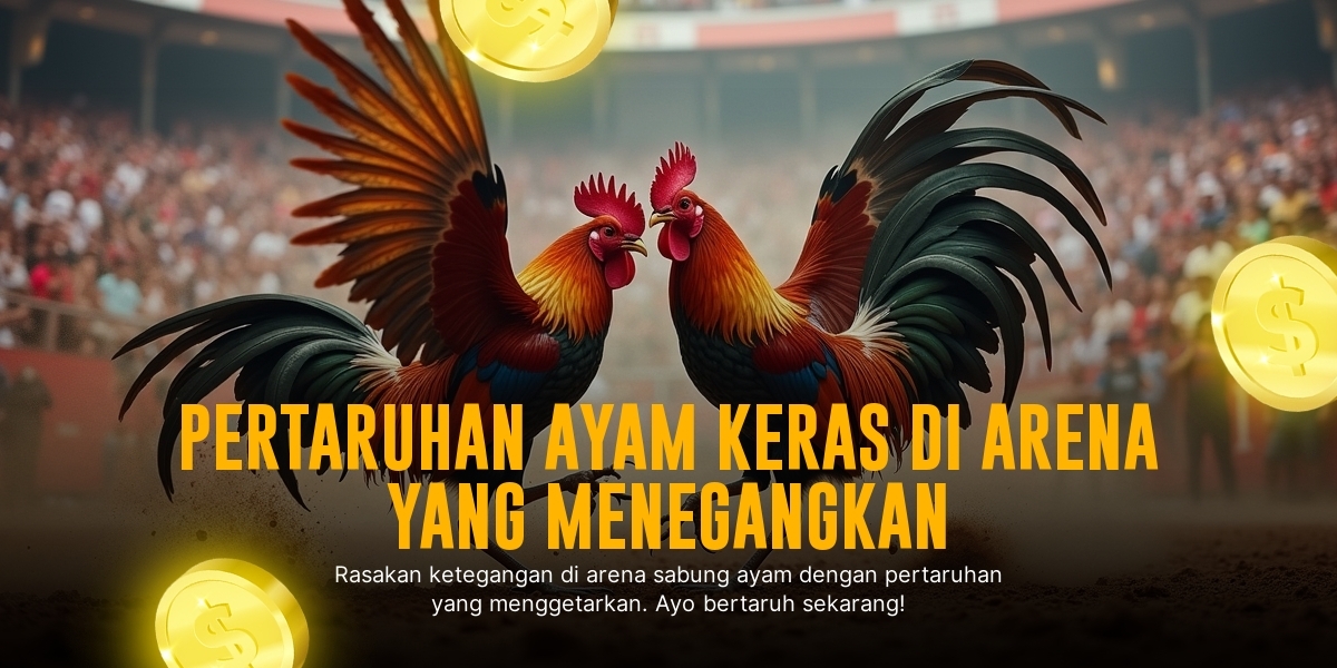 Mengenal Ayam Aduan Petarung Terhebat di SV388
